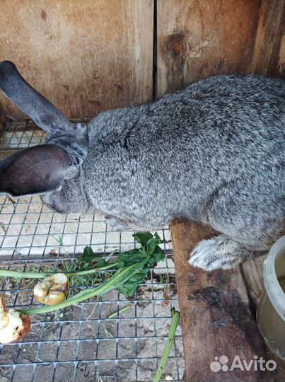 Советская шиншилла