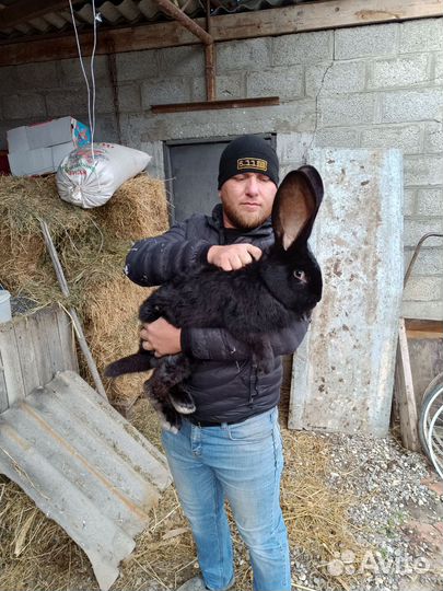 Кролики мясных пород великаны