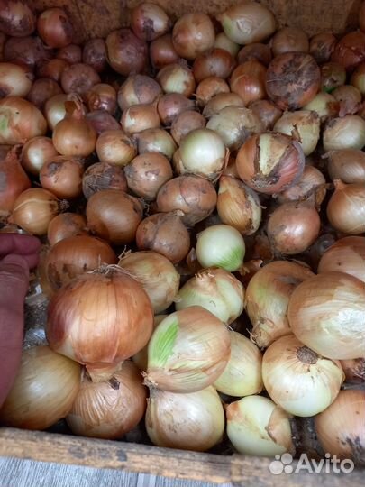 Картошка продажа мешок