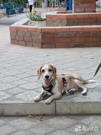 Бигль вязка