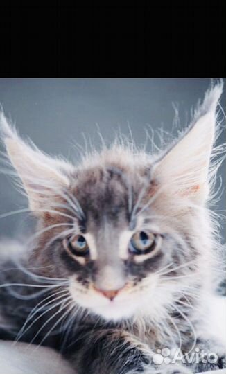 Мейнкун полидакты котята и вязка