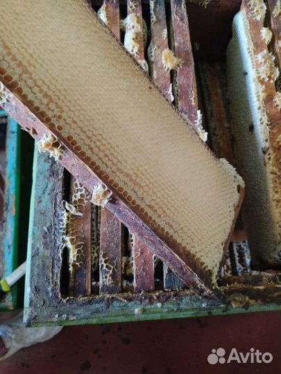 Мëд натуральный со своей пасеки: разные виды