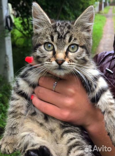 Метис бенгальский в дар