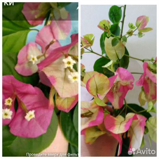 Бугенвиллия разные сорта