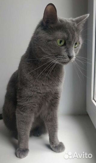 Кошка осталась без дома