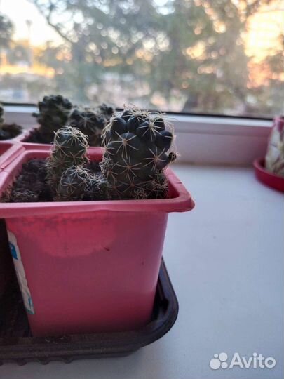 Кактус Корифанта