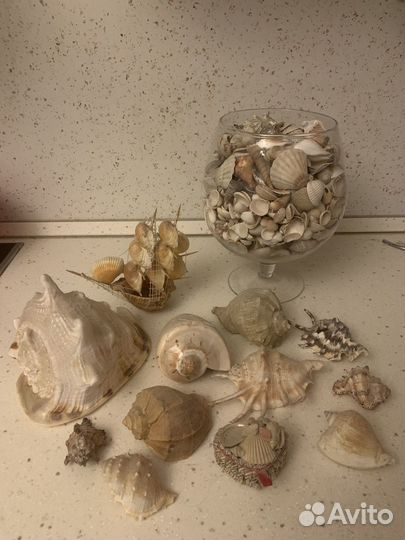 Ракушки в вазе