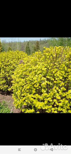 Пузереплодник золотистый, калинолистный Лютеус