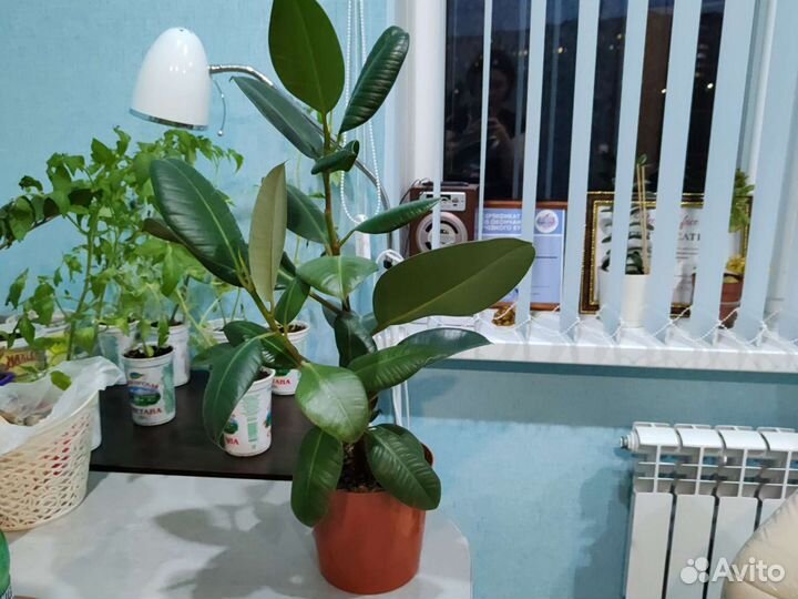 Спатифиллум, фикус, денежное дерево, монстера