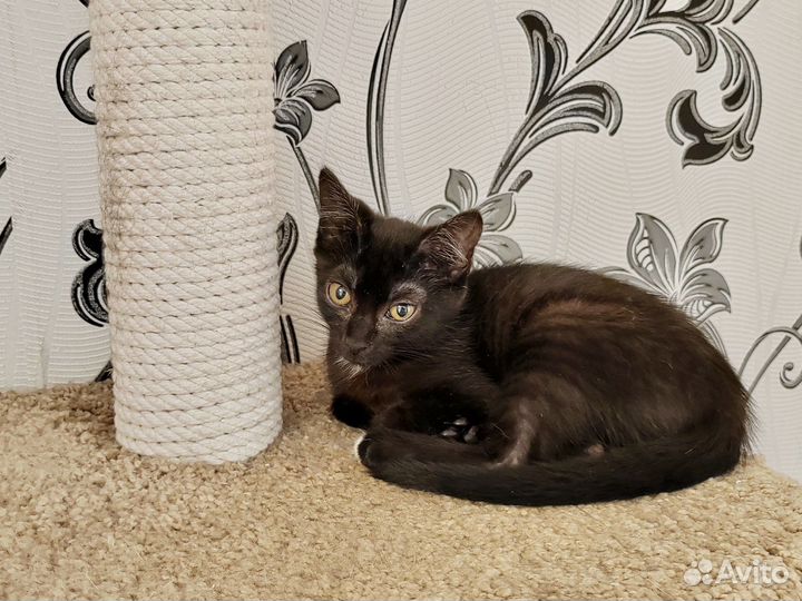 Котенок-девочка ищут дом