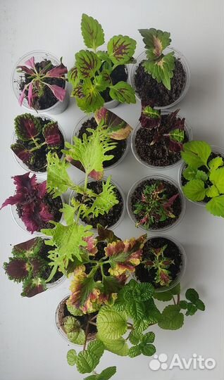 Колеусы сортовые 13 штук