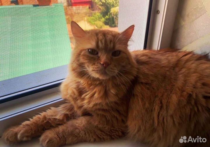 Рыжее солнышко ищет любящие ручки