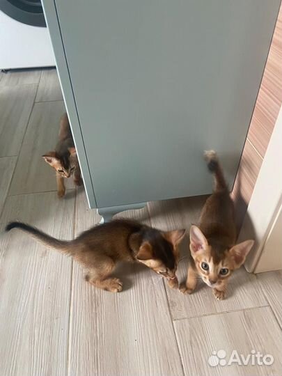 Абиссинская