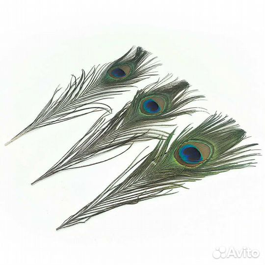 Перо Павлина Маленькое (30 см.)