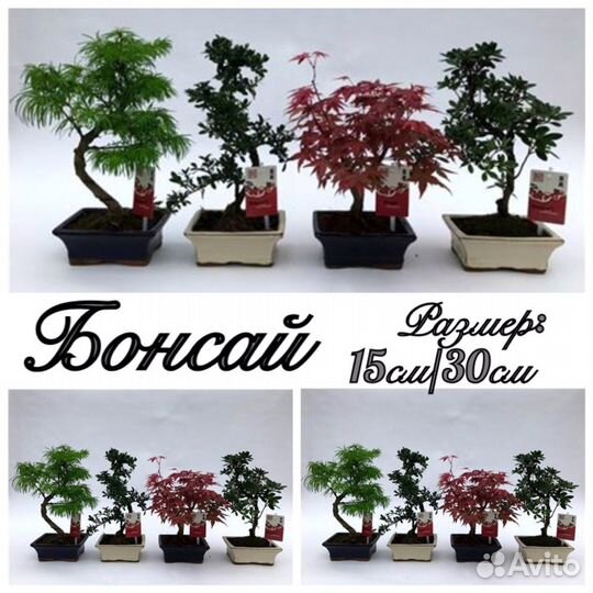 Бонсай: клён красный/вариегата/пальмовый/гардения
