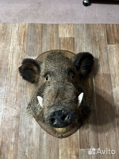 Голова чучело дикого кабана