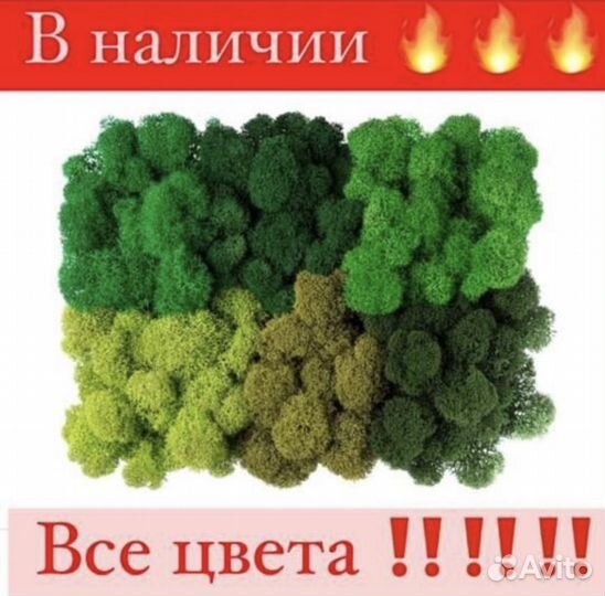 Мох стабилизированный