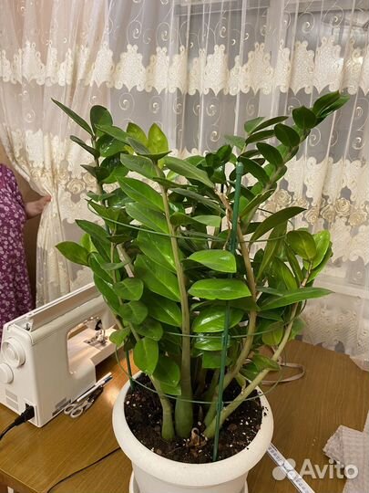 Замиокулькас