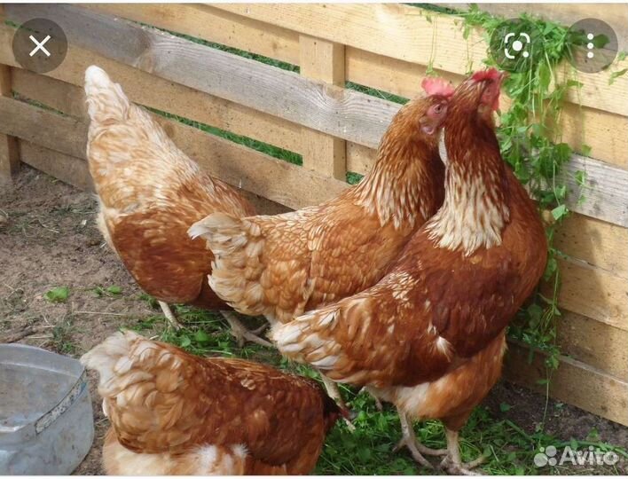 Куры несушки