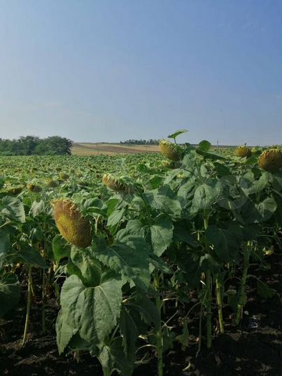 Участок 200 га (СНТ, ДНП)