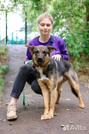 Собака в добрые руки, Брют