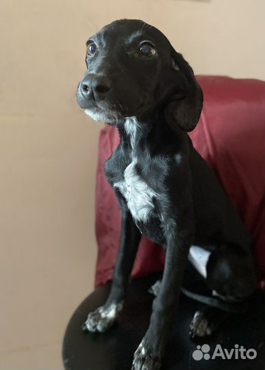 Щенки курцхаара