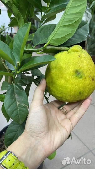 Лимонное дерево с плодами