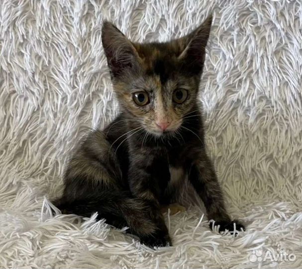 Кошка в дар