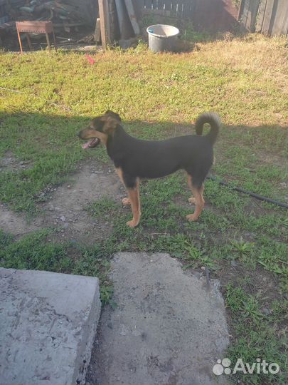 Собака в добрые руки отдам бесплатно