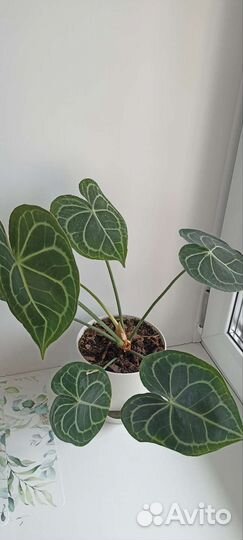 Антуриум кларинервиум