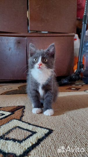 Котенок