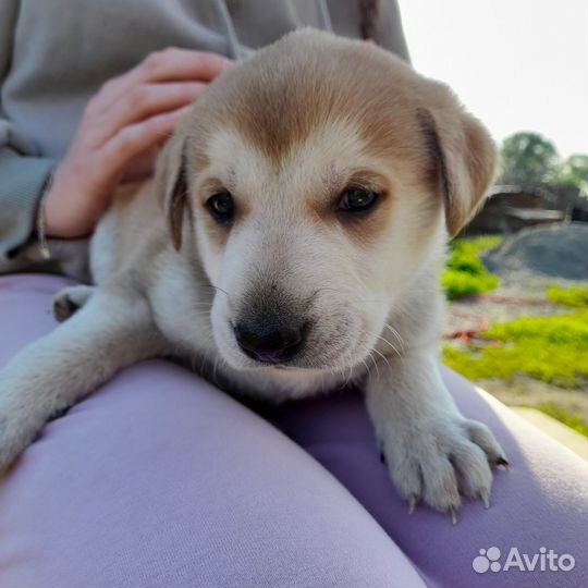 Собаки щенки бесплатно
