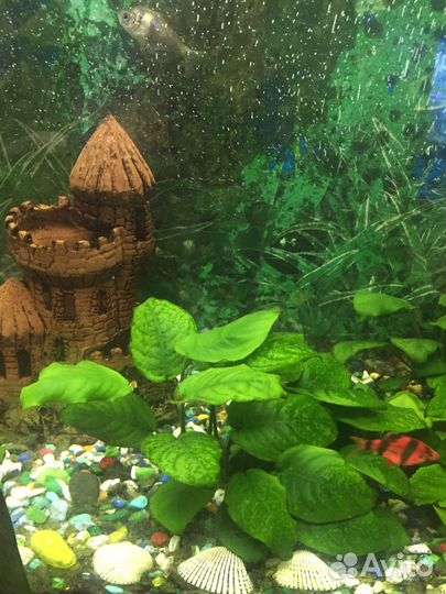 Анубиас Бартера Широколистный