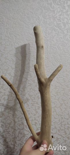 Дрифтвуд коряга для интерьера, творчества