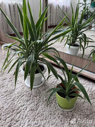 Фикус бенджамина и др цветы