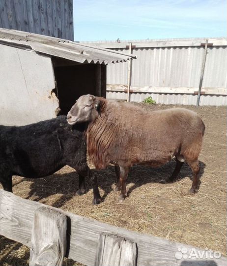 Овцы бараны