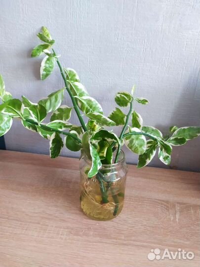 Педилантус