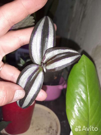 Цветы комнатные