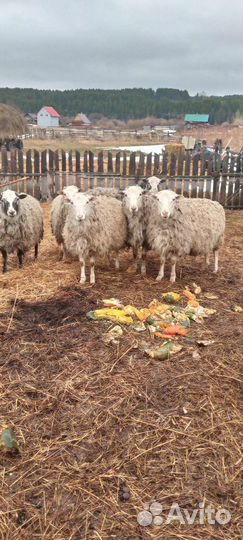 Продам овец баранов