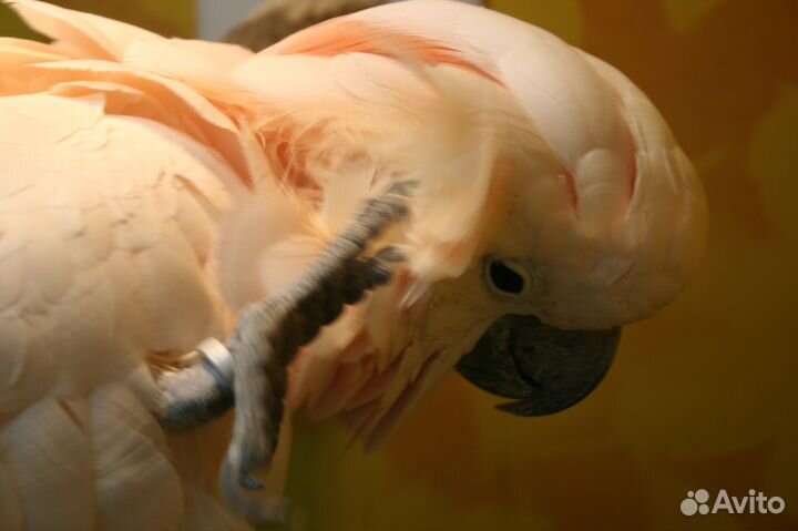 Передержка птиц