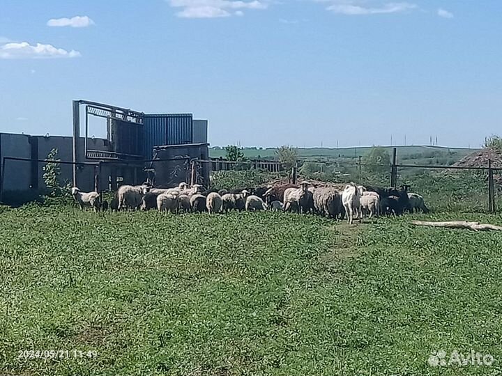 Овцы бараны ягнята оптом