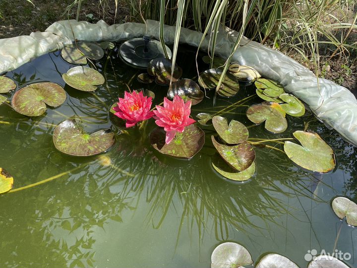 Кувшинки для пруда