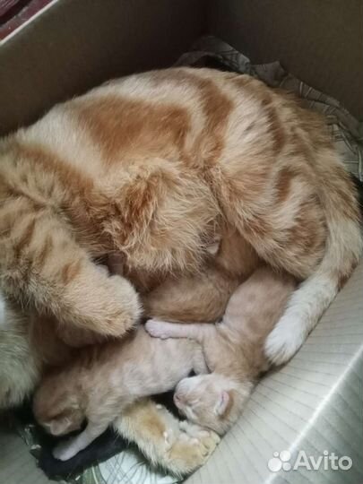 Котята в добрые руки