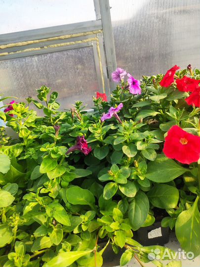 Петуния кустовая