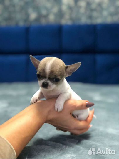 Мальчики и девочки чихуахуа