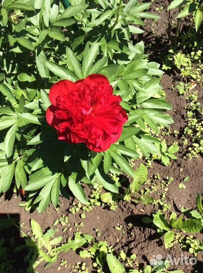 Сортовые пионы, ирисы, маки