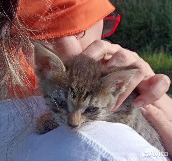 Домашние животные кошки