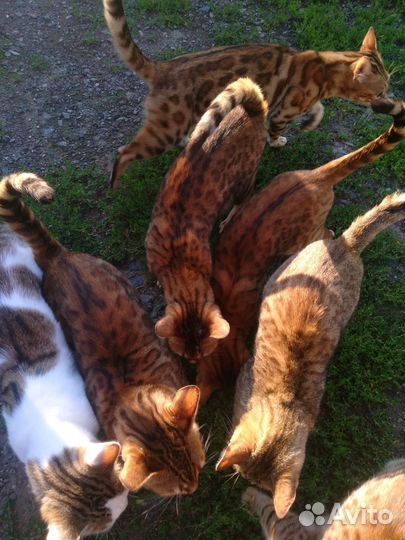 Бенгальская кошка бесплатно