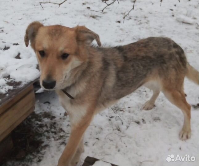 Собака в добрые руки