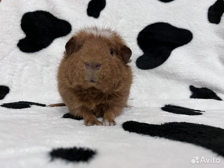 Морская свинка тедди девочка